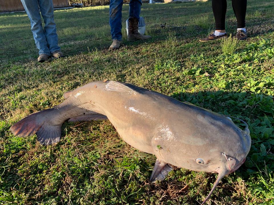 Man catches massive catfish on small lake in TN
