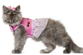 Enter the “Dress Your Pet” Photo Contest for a chance to win $500