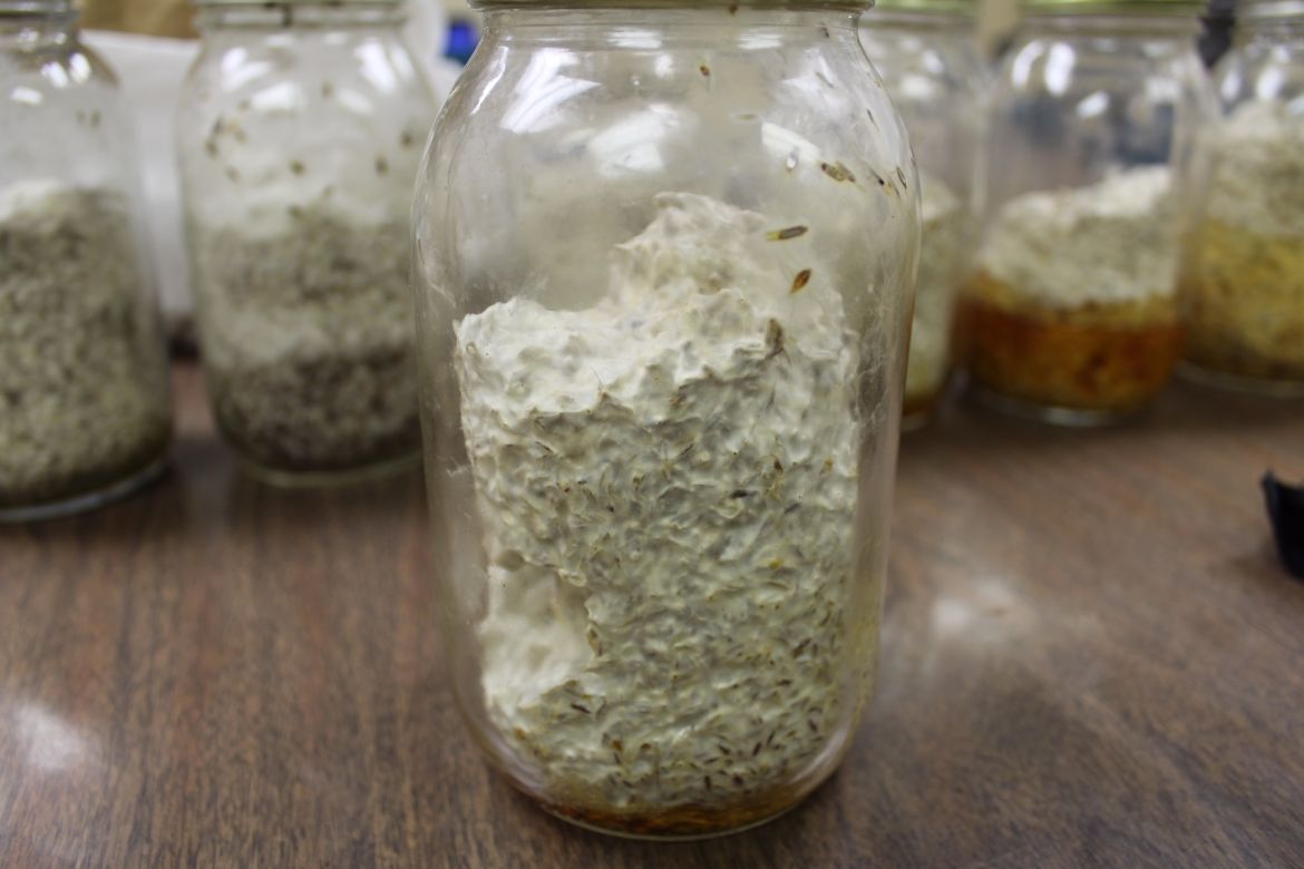 LSD valued at $5 million found in Montgomery County man’s home ...
