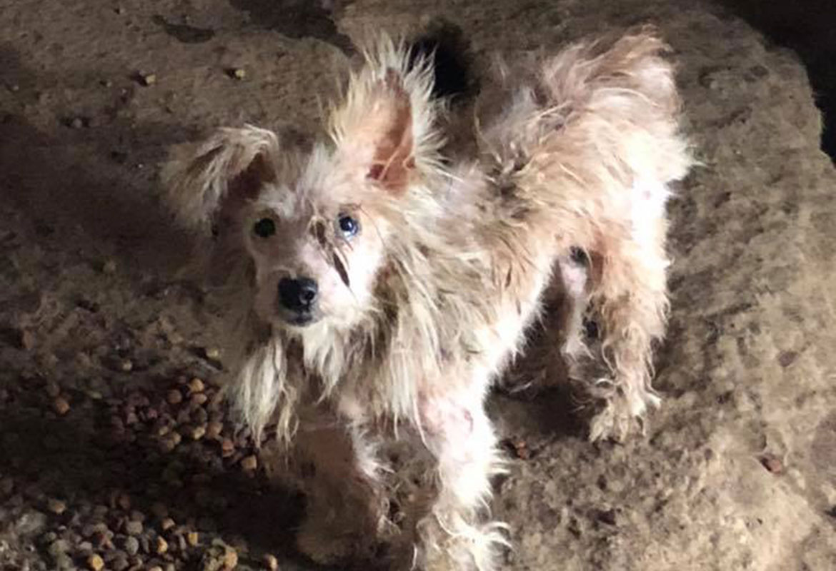 Shelter Over 100 dogs rescued from Tennessee ‘puppy mill(02)