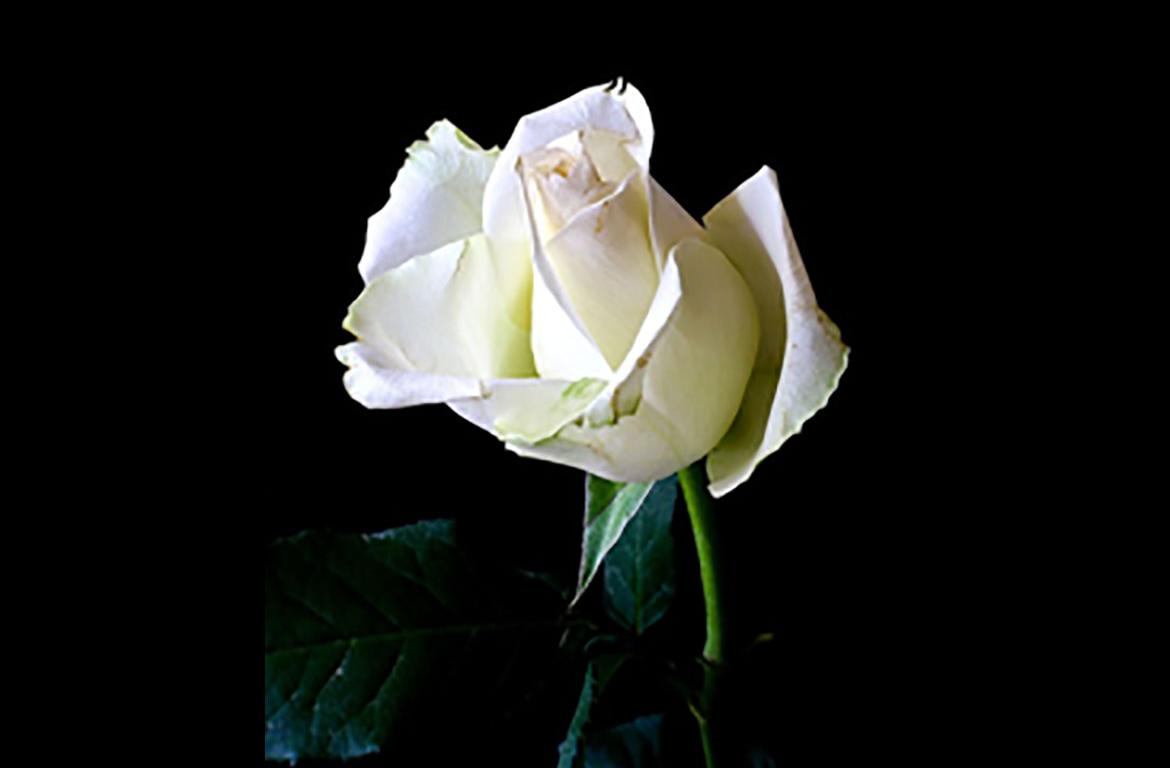 single rose