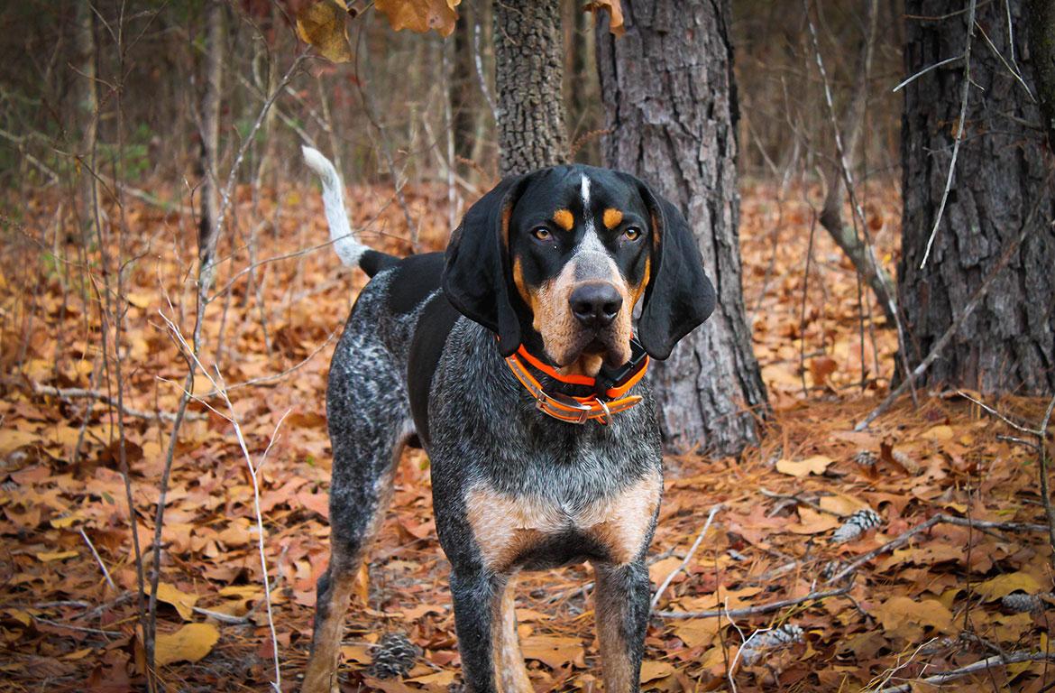 coonhound