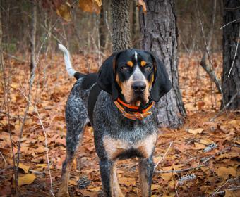 coonhound