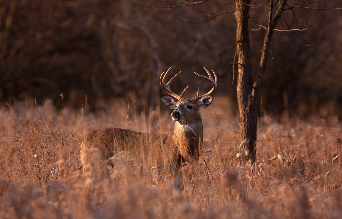 Deer in Field