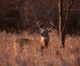 Deer in Field