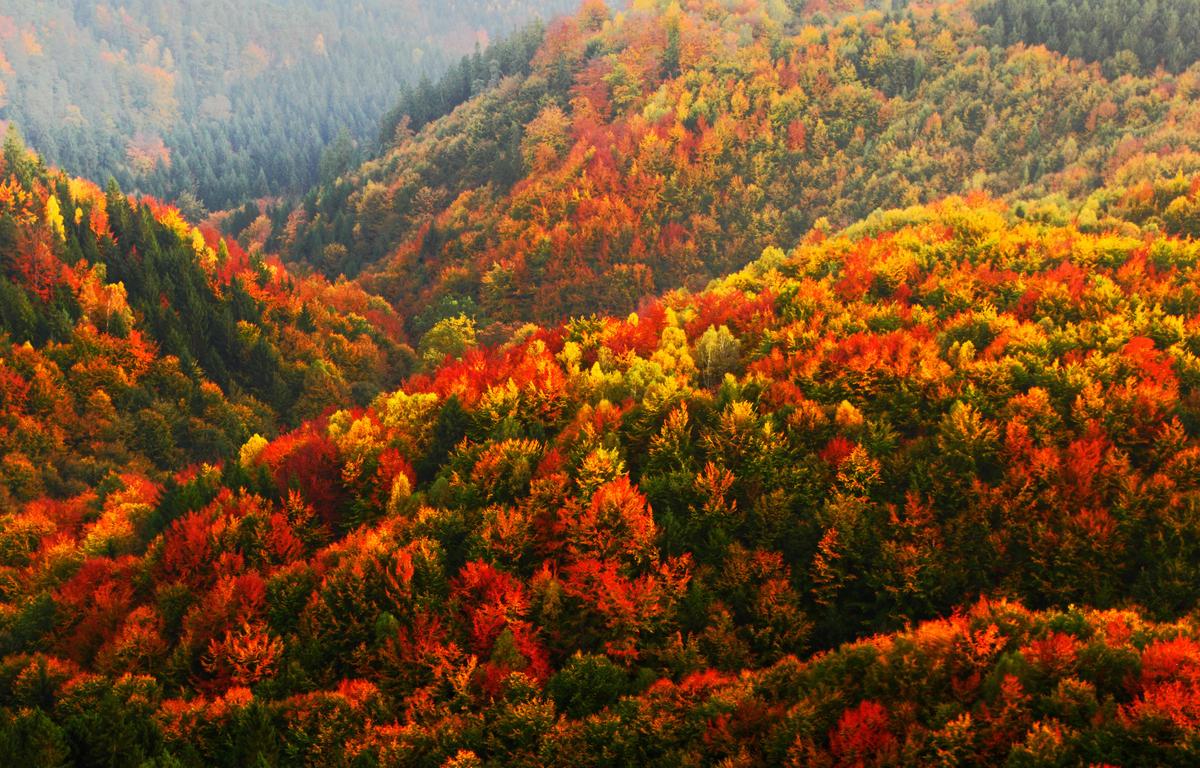 fall colors