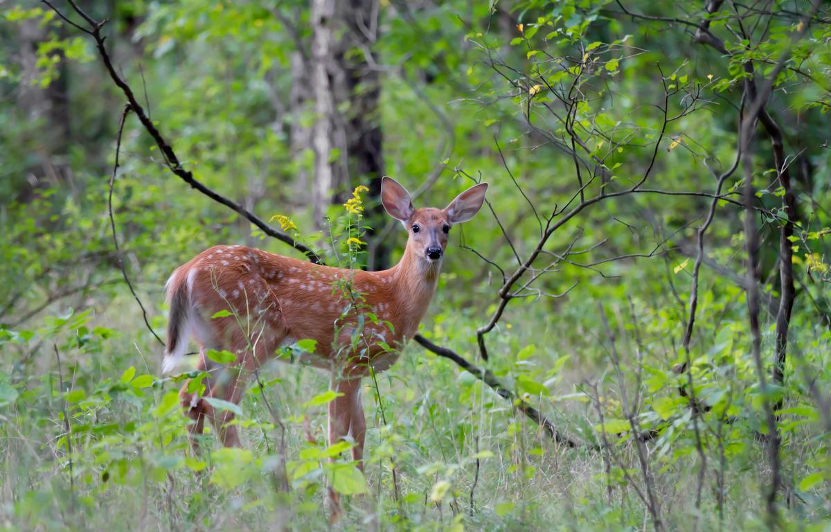 white-tail deer