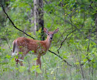 white-tail deer