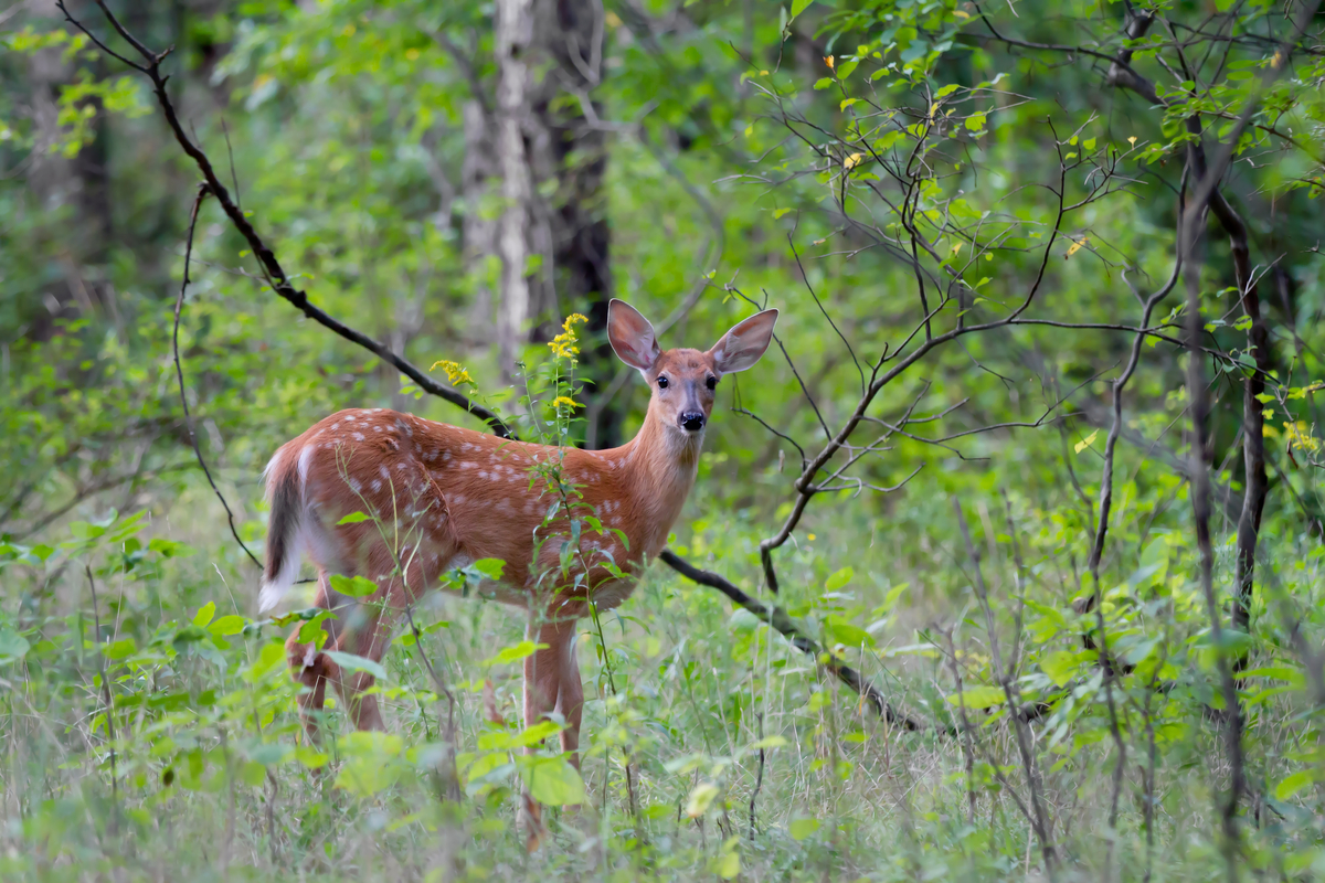 $1M incinerator approved by State wildlife commission to battle deer disease
