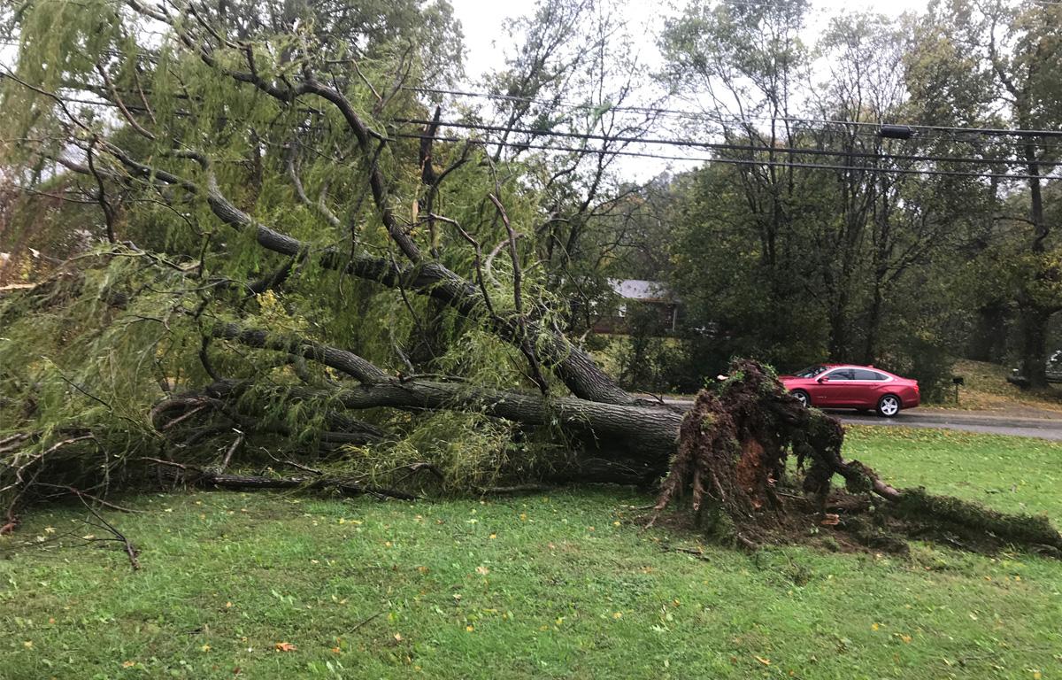 tree fallen power