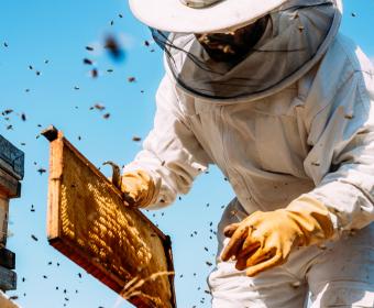 Bee Keeper