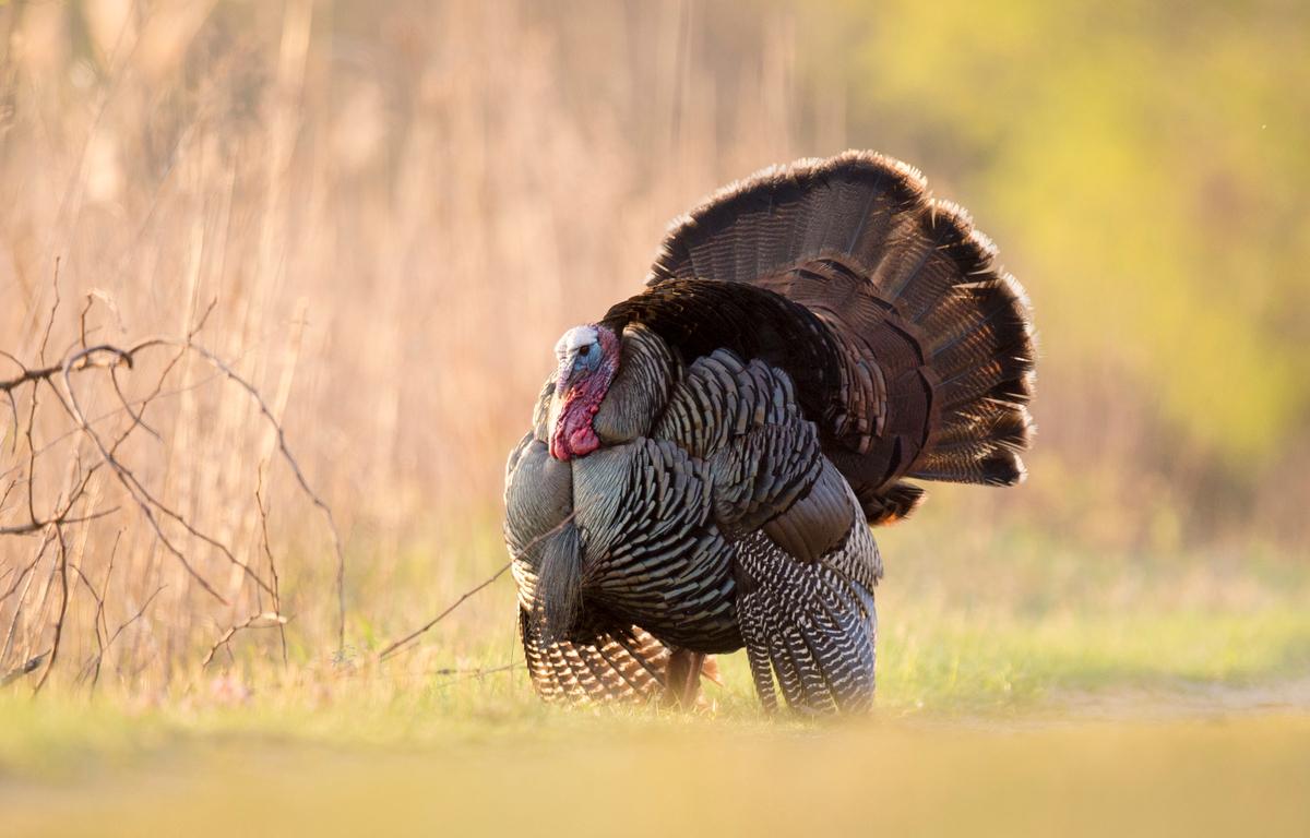 wild turkey