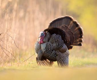 wild turkey
