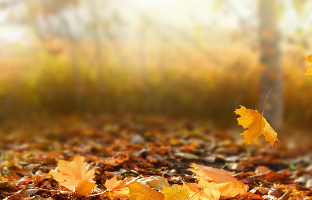 fall leaves