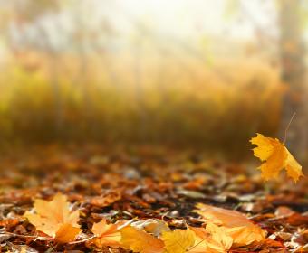 fall leaves