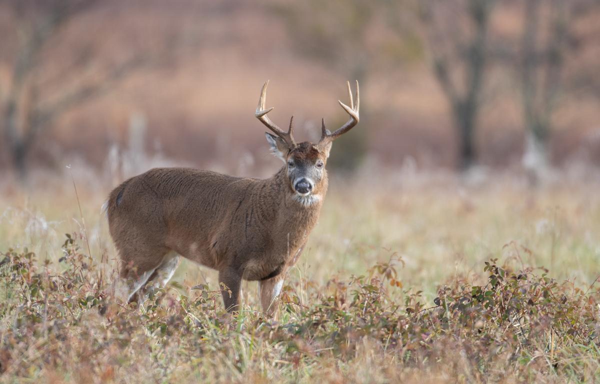 white-tail deer
