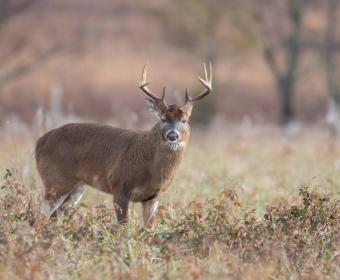 white-tail deer