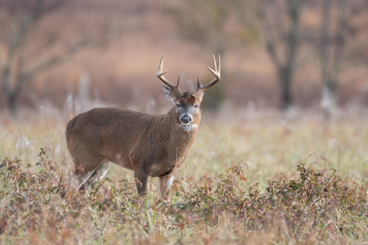 5 things you need to know before deer season starts this weekend
