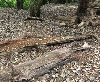 fallen trees