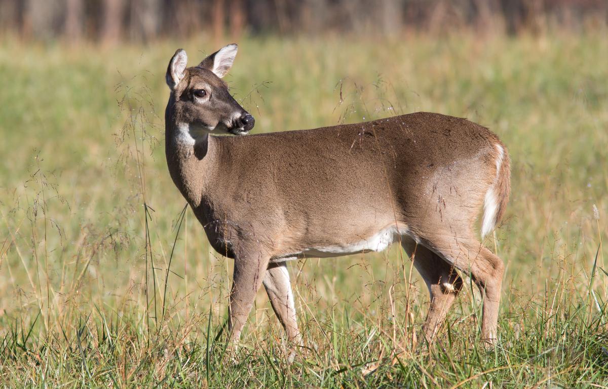 white tail deer