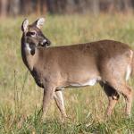 white tail deer