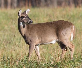white tail deer