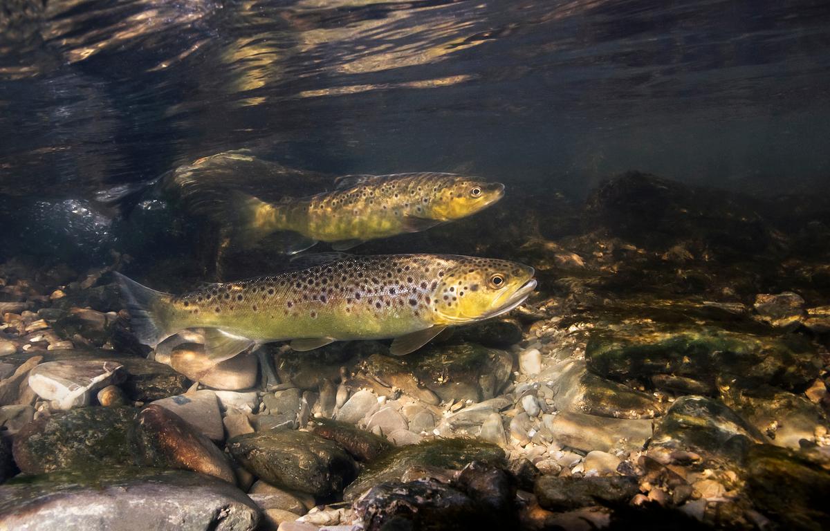 trout stocking
