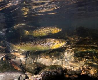 trout stocking
