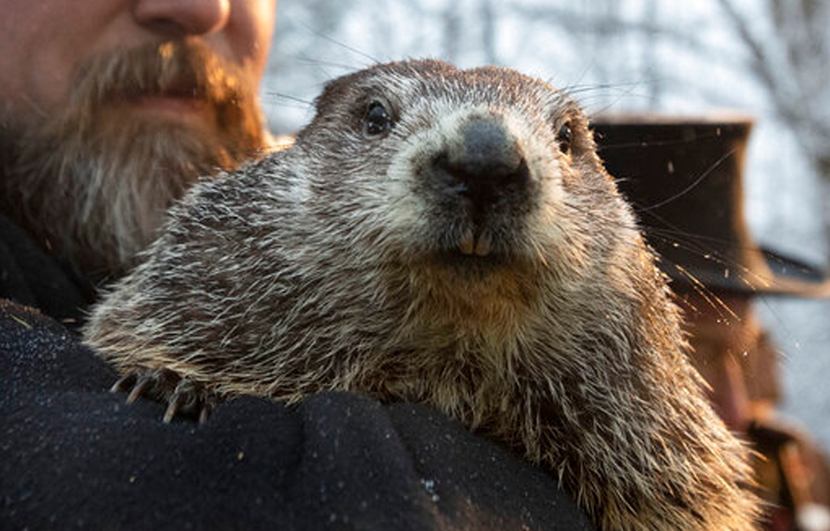 groundhog