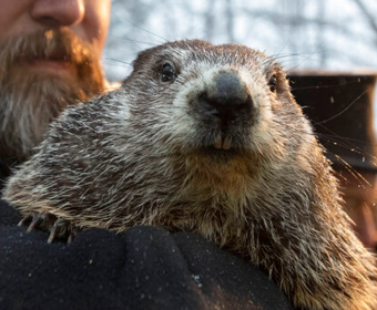 groundhog