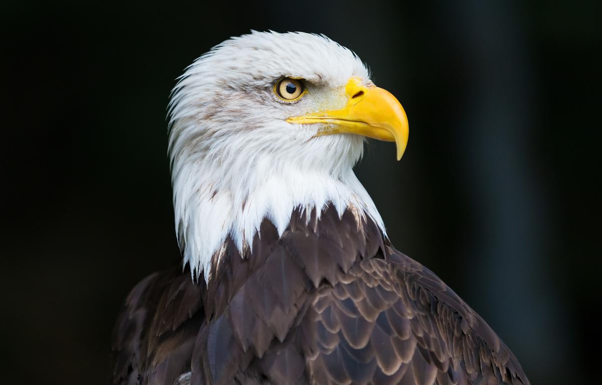bald eagle