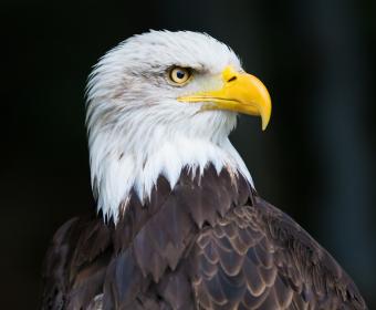bald eagle