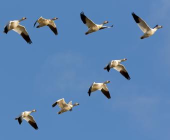 snow geese