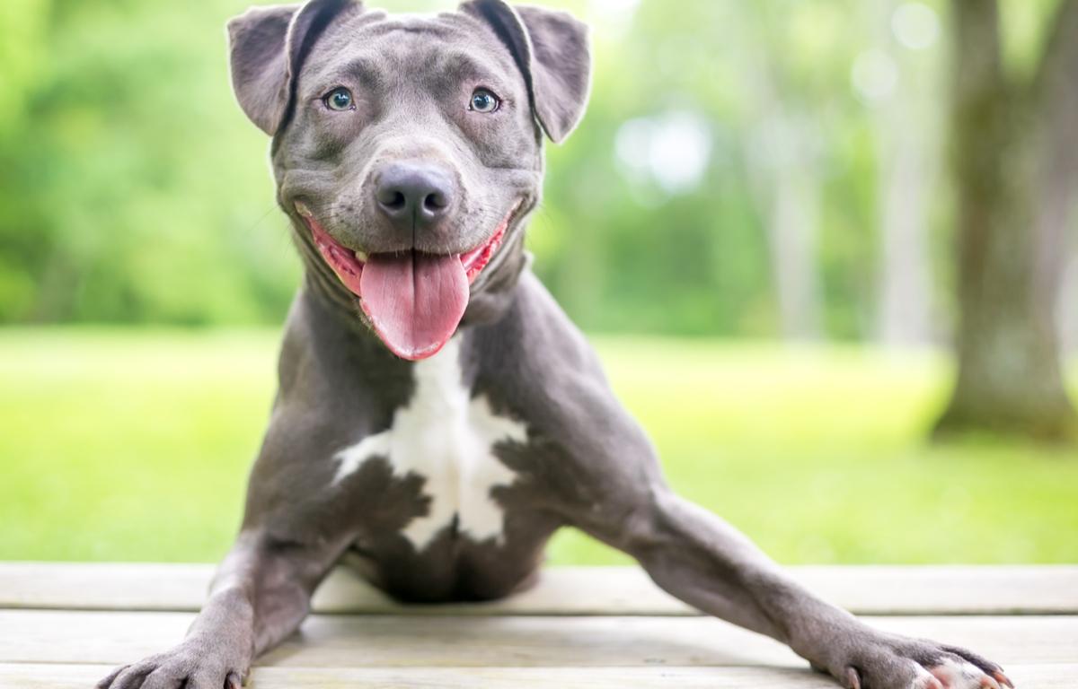 pit bull