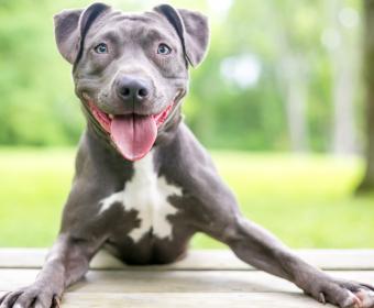 pit bull