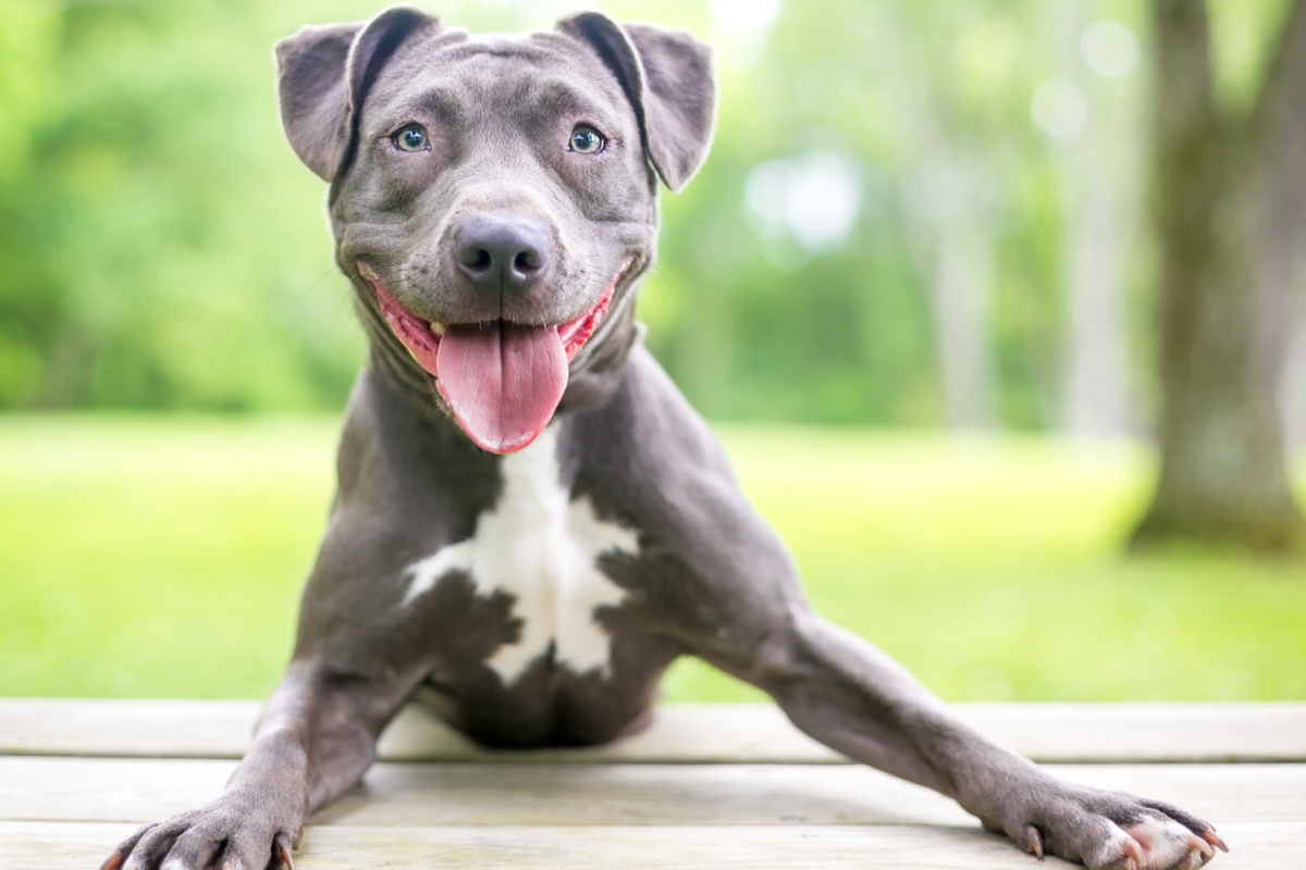 Woman to be reunited with dog after seeing her on Florida brewery beer cans