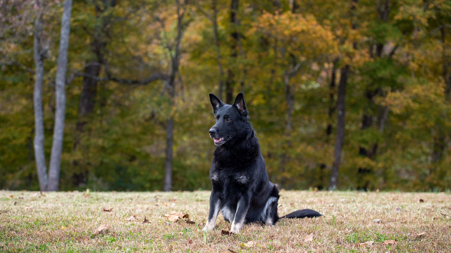 Montgomery County Sheriff’s Office mourns loss of longtime K9, Fuse