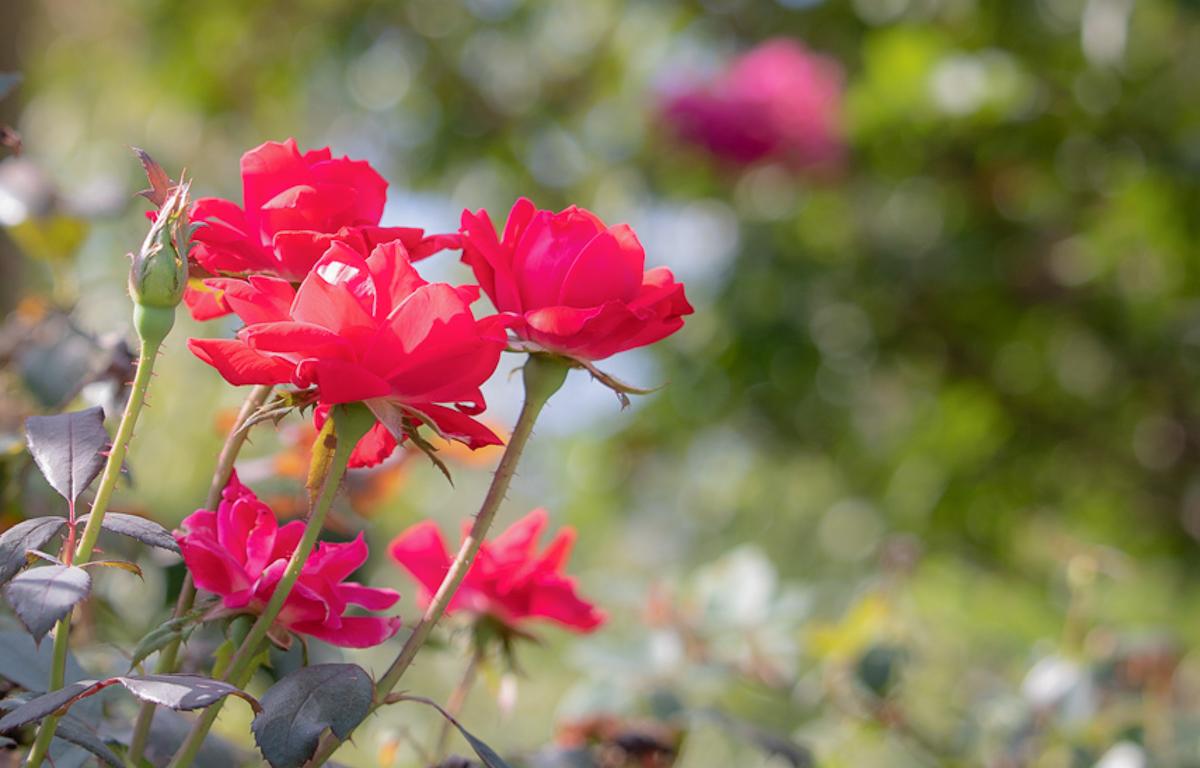 Fred Flowers on a Leafy, Green Background