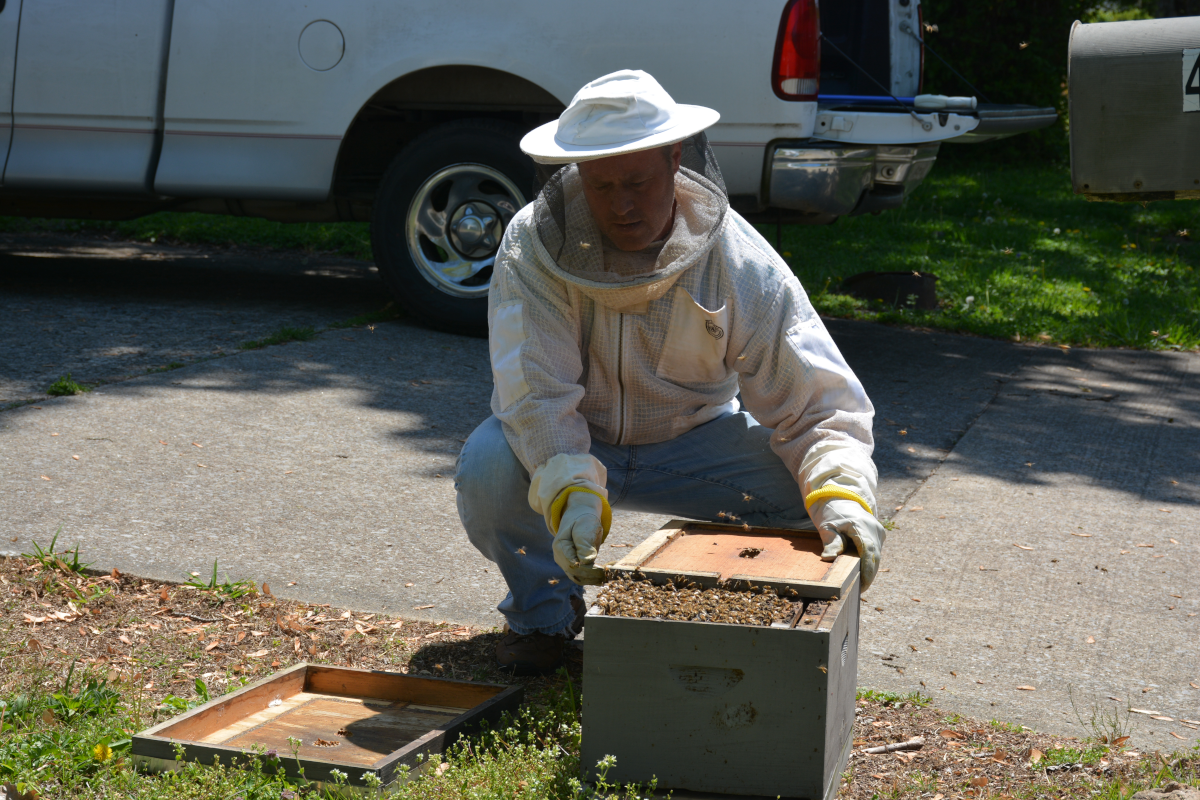 Local swarmchaser helps community safely relocate honeybees this swarm season