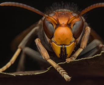 asian murder hornet