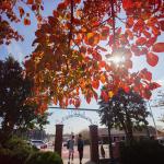 Fall at Austin Peay State University. (Clarksville Now archives)