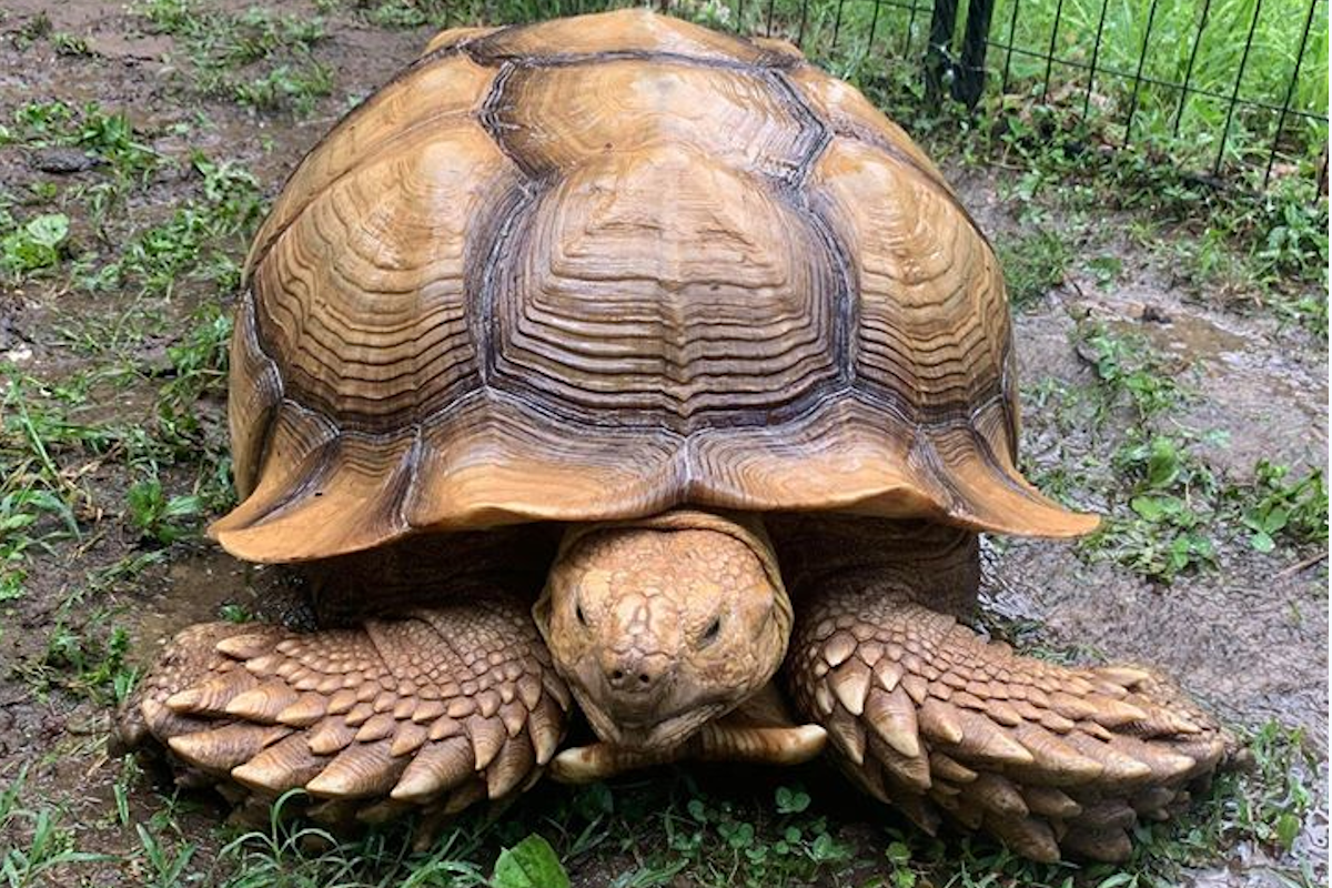 150-pound pet tortoise Solomon on the loose in Cheatham County