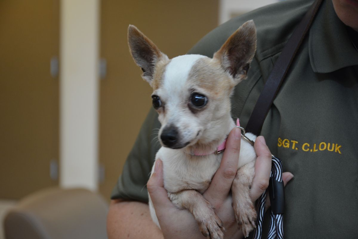 Clearance montgomery county shelter dogs New Arrivals