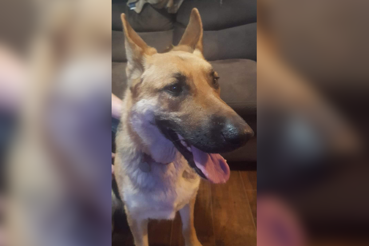 Veterinarian gives up license after ‘gross malpractice’ report in death of dog in Clarksville Veterinarian gives up license after ‘gross malpractice’ report in death of dog in Clarksville