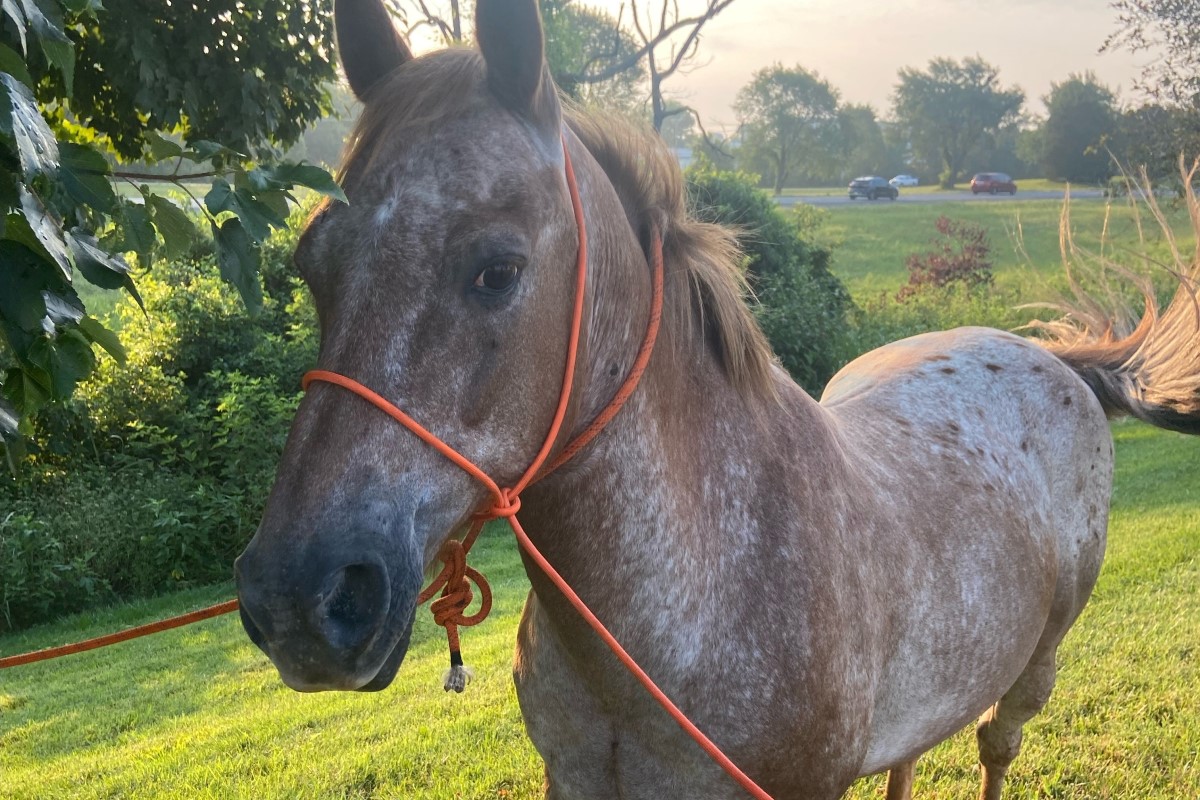 UPDATE: Horse detained by police near Tennova reunited with owners