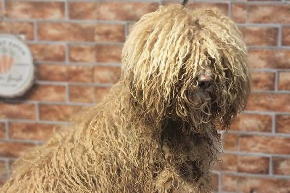 Crime rate dropping in Clarksville, rise of abandoned dogs, what’s holding up important road projects? | PODCAST Crime rate dropping in Clarksville, rise of abandoned dogs, what’s holding up important road projects? | PODCAST