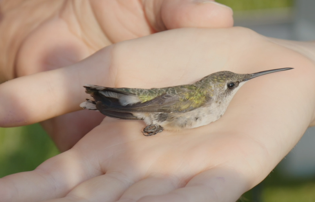 Hummingbird Festival Featuring Plants and Pollinators at Rotary Park on August 19, 2023. (Wesley Irvin)