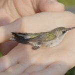 Hummingbird Festival Featuring Plants and Pollinators at Rotary Park on August 19, 2023. (Wesley Irvin)