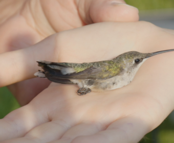 Hummingbird Festival Featuring Plants and Pollinators at Rotary Park on August 19, 2023. (Wesley Irvin)