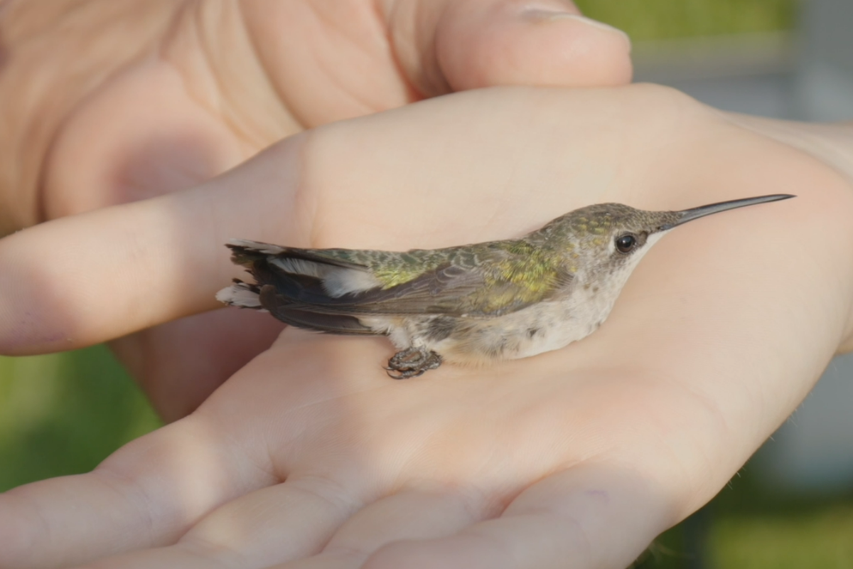 This weekend in Clarksville: Tom Petty tribute band, Hummingbird Festival, Seussical Jr. This weekend in Clarksville: Tom Petty tribute band, Hummingbird Festival, Seussical Jr.